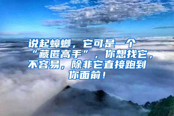 说起蟑螂，它可是一个“藏匿高手”，你想找它，不容易，除非它直接跑到你面前！