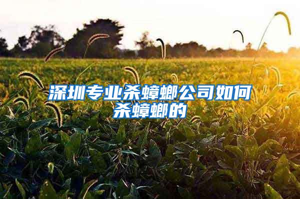 深圳专业杀蟑螂公司如何杀蟑螂的