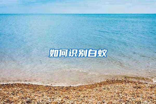 如何识别白蚁