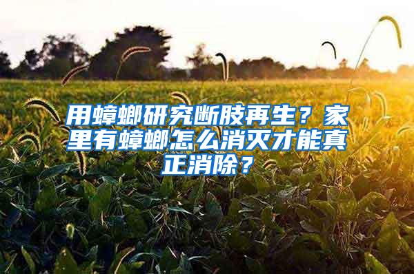 用蟑螂研究断肢再生？家里有蟑螂怎么消灭才能真正消除？