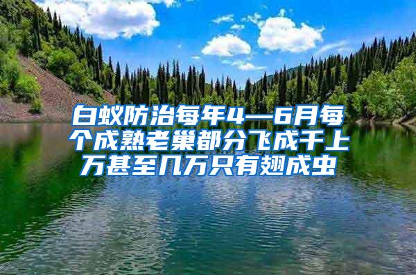 白蚁防治每年4—6月每个成熟老巢都分飞成千上万甚至几万只有翅成虫