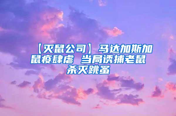 【灭鼠公司】马达加斯加鼠疫肆虐 当局诱捕老鼠杀灭跳蚤