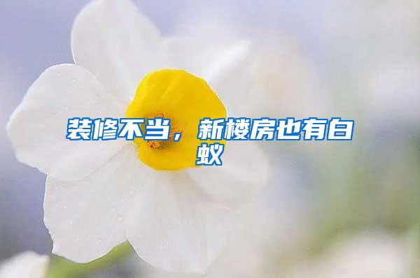 装修不当，新楼房也有白蚁