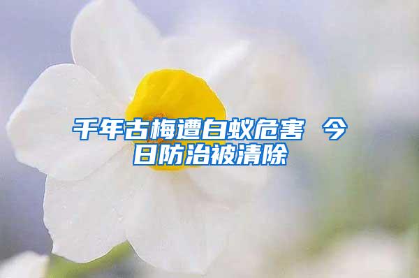 千年古梅遭白蚁危害 今日防治被清除