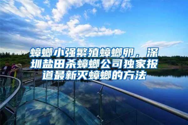 蟑螂小强繁殖蟑螂卵，深圳盐田杀蟑螂公司独家报道最新灭蟑螂的方法