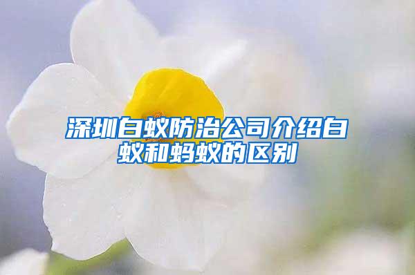 深圳白蚁防治公司介绍白蚁和蚂蚁的区别