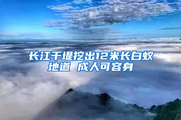 长江干堤挖出12米长白蚁地道 成人可容身