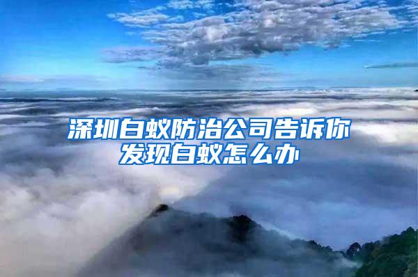 深圳白蚁防治公司告诉你发现白蚁怎么办