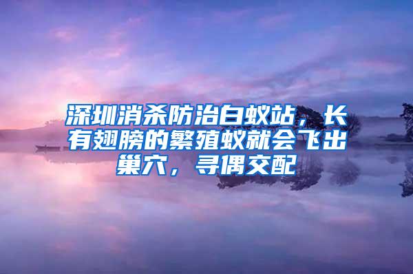 深圳消杀防治白蚁站，长有翅膀的繁殖蚁就会飞出巢穴，寻偶交配