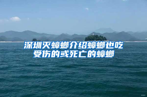 深圳灭蟑螂介绍蟑螂也吃受伤的或死亡的蟑螂