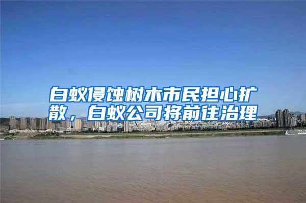 白蚁侵蚀树木市民担心扩散，白蚁公司将前往治理