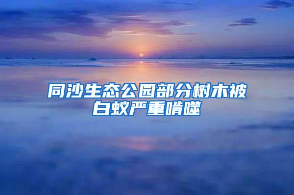 同沙生态公园部分树木被白蚁严重啃噬