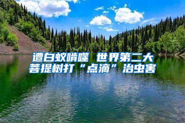 遭白蚁啃噬 世界第二大菩提树打“点滴”治虫害