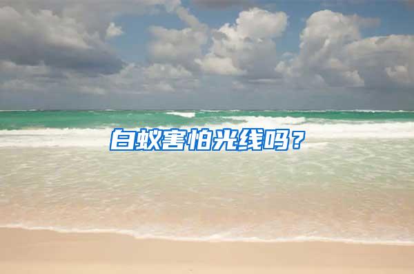 白蚁害怕光线吗？
