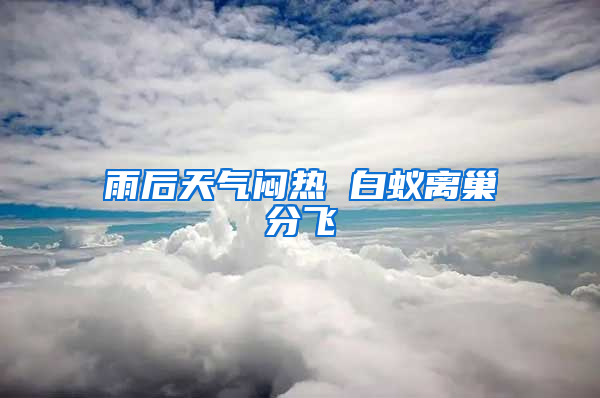 雨后天气闷热 白蚁离巢分飞