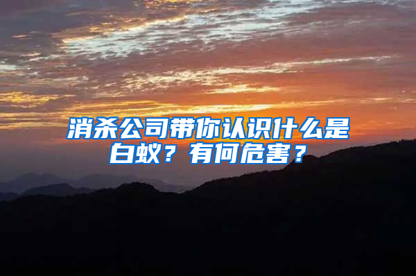 消杀公司带你认识什么是白蚁？有何危害？