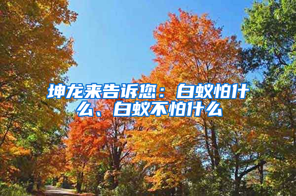 坤龙来告诉您：白蚁怕什么、白蚁不怕什么