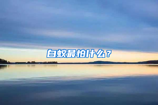 白蚁最怕什么？