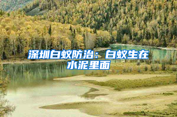 深圳白蚁防治：白蚁生在水泥里面