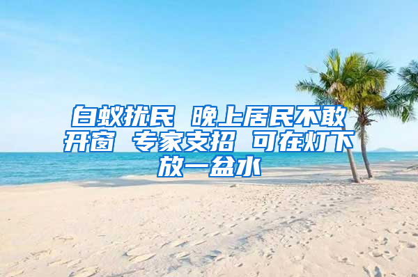 白蚁扰民 晚上居民不敢开窗 专家支招 可在灯下放一盆水