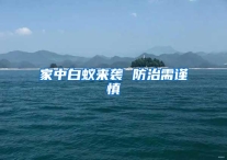家中白蚁来袭 防治需谨慎
