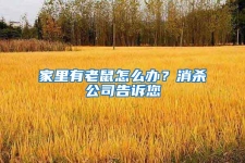 家里有老鼠怎么办？消杀公司告诉您