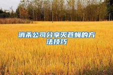 消杀公司分享灭苍蝇的方法技巧