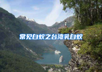 常见白蚁之台湾乳白蚁